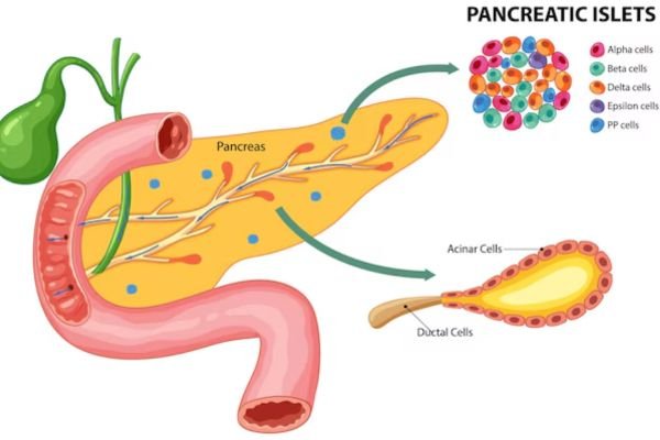 Understanding ISLET Cells: The Key to Diabetes Treatment